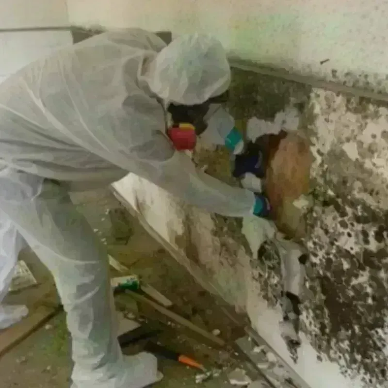 Best Mold Remediation and Removal Service in Marshall, AR